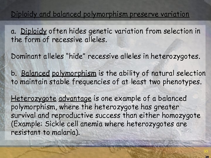 Diploidy and balanced polymorphism preserve variation a. Diploidy often hides genetic variation from selection