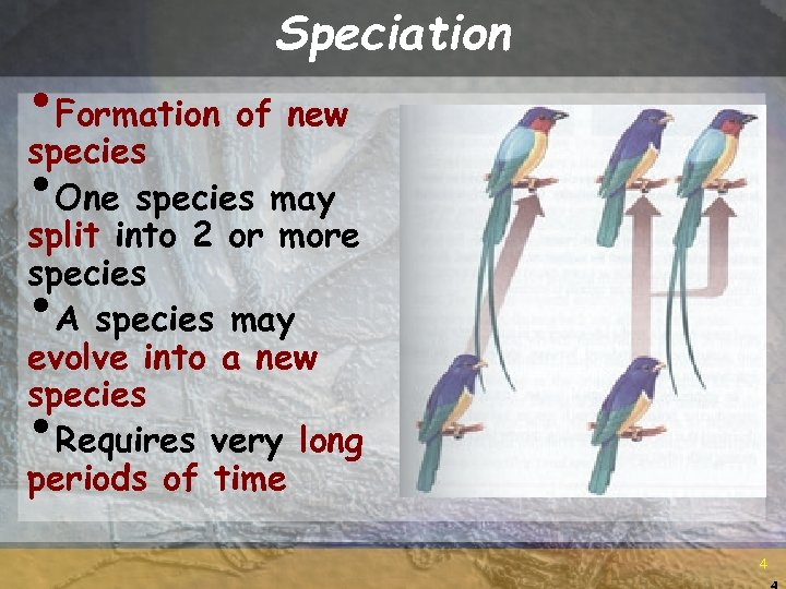 Speciation • Formation of new species • One species may split into 2 or