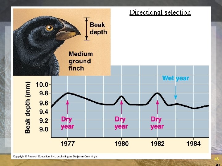 Directional selection 43 43 