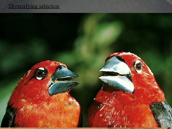 Diversifying selection 45 45 
