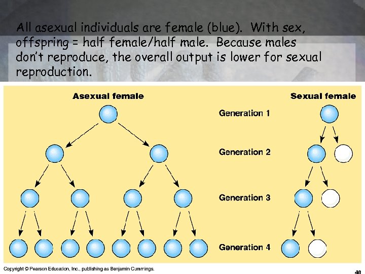 All asexual individuals are female (blue). With sex, offspring = half female/half male. Because