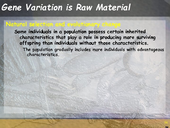Gene Variation is Raw Material Natural selection and evolutionary change Some individuals in a