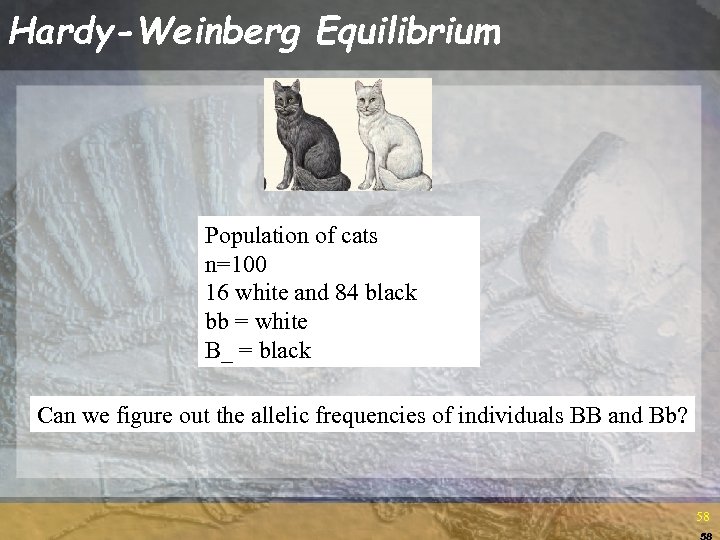 Hardy-Weinberg Equilibrium Population of cats n=100 16 white and 84 black bb = white