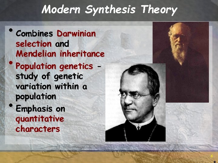 Modern Synthesis Theory • Combines Darwinian • • selection and Mendelian inheritance Population genetics