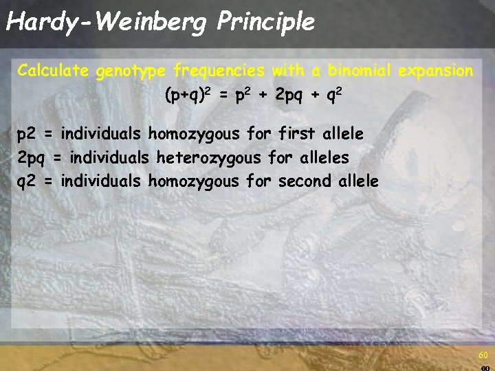 Hardy-Weinberg Principle Calculate genotype frequencies with a binomial expansion (p+q)2 = p 2 +