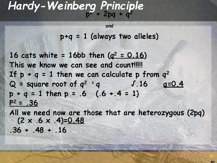 Hardy-Weinberg Principle 2 2 p + 2 pq + q and p+q = 1