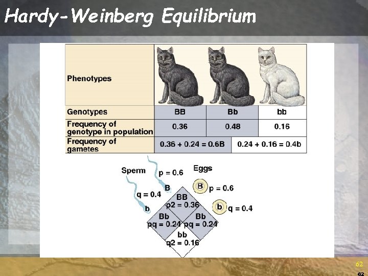 Hardy-Weinberg Equilibrium 62 62 