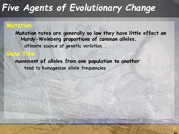 Five Agents of Evolutionary Change Mutation rates are generally so low they have little
