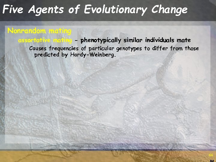 Five Agents of Evolutionary Change Nonrandom mating assortative mating - phenotypically similar individuals mate