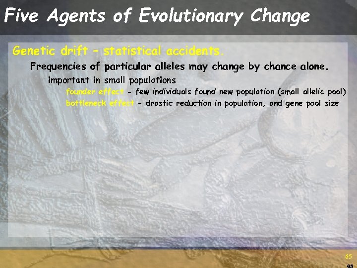Five Agents of Evolutionary Change Genetic drift – statistical accidents. Frequencies of particular alleles
