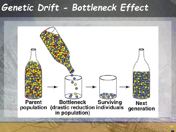 Genetic Drift - Bottleneck Effect 66 66 