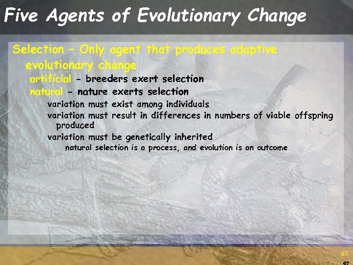 Five Agents of Evolutionary Change Selection – Only agent that produces adaptive evolutionary change