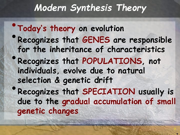 Modern Synthesis Theory • Today’s theory on evolution • Recognizes that GENES are responsible