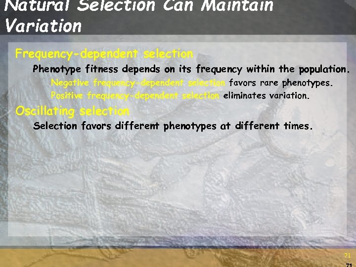 Natural Selection Can Maintain Variation Frequency-dependent selection Phenotype fitness depends on its frequency within