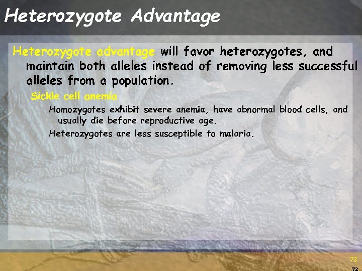 Heterozygote Advantage Heterozygote advantage will favor heterozygotes, and maintain both alleles instead of removing