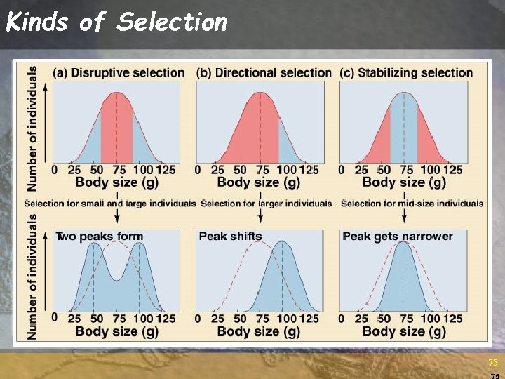 Kinds of Selection 75 75 