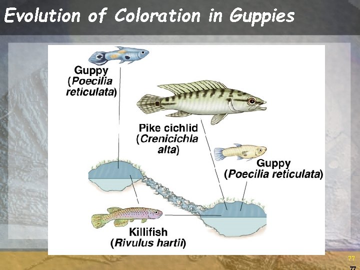 Evolution of Coloration in Guppies 77 77 