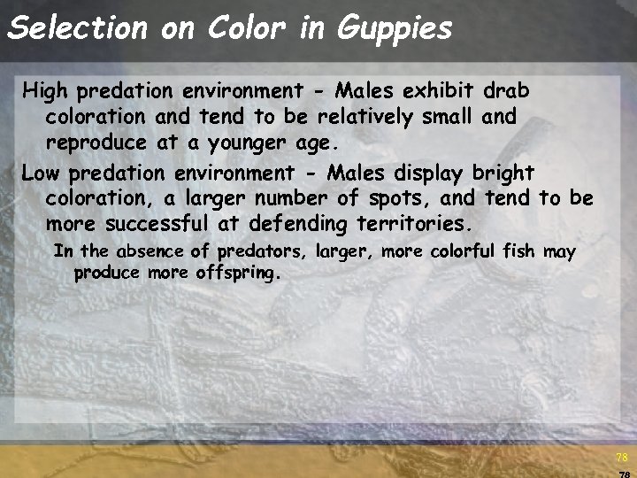 Selection on Color in Guppies High predation environment - Males exhibit drab coloration and
