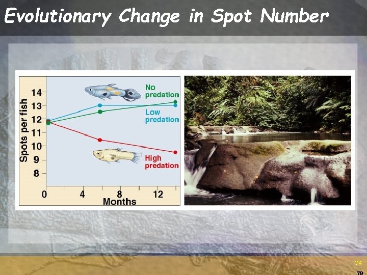 Evolutionary Change in Spot Number 79 79 