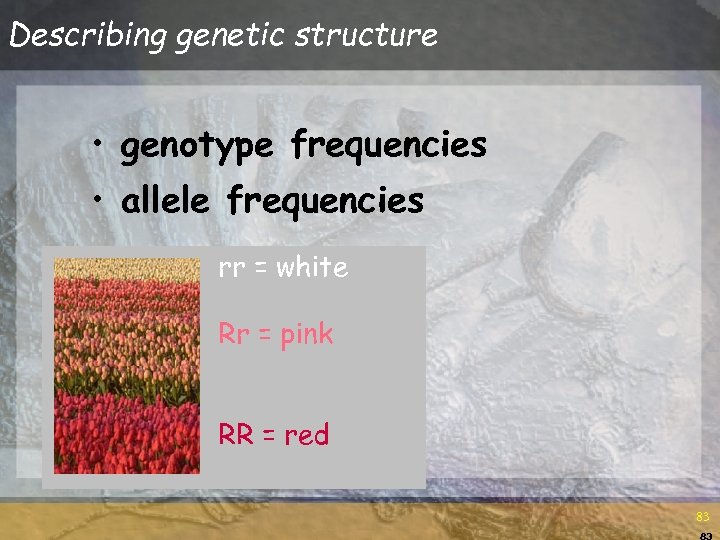 Describing genetic structure • genotype frequencies • allele frequencies rr = white Rr =