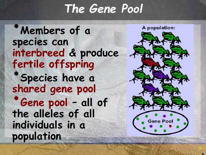The Gene Pool • Members of a species can interbreed & produce fertile offspring