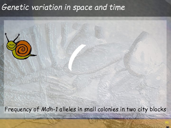Genetic variation in space and time Frequency of Mdh-1 alleles in snail colonies in