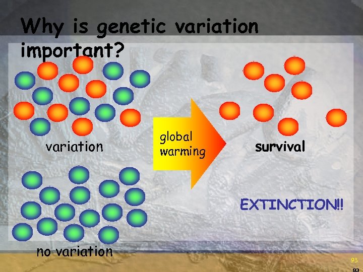 Why is genetic variation important? variation global warming survival EXTINCTION!! no variation 93 93