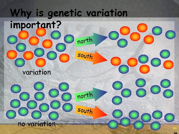 Why is genetic variation important? north south variation north south no variation 94 94
