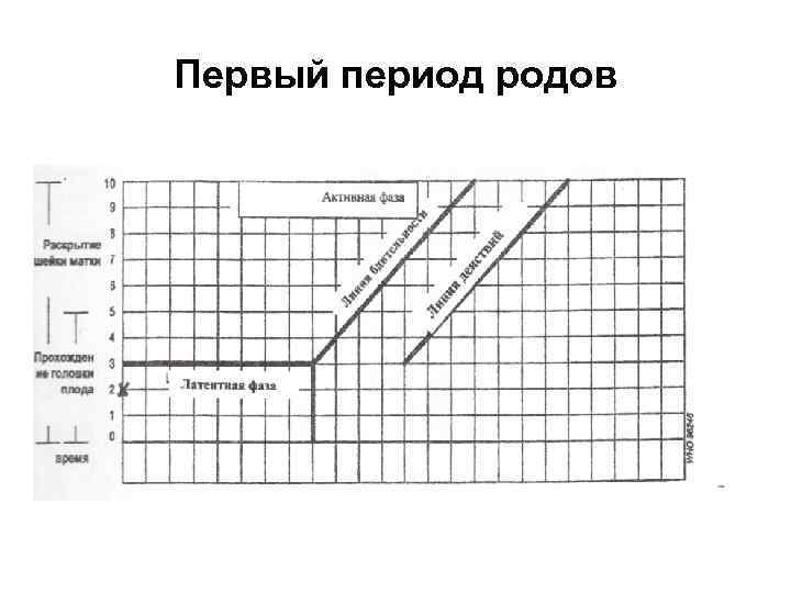 Первый период родов 