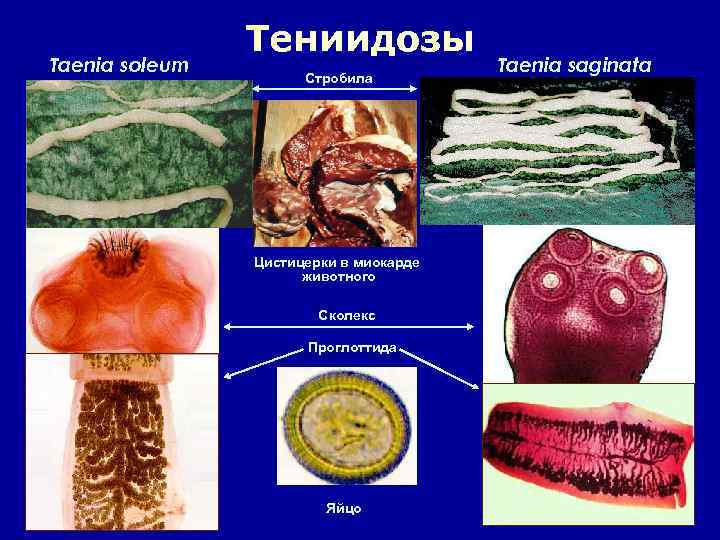 Taenia soleum Тениидозы Стробила Цистицерки в миокарде животного Сколекс Проглоттида Яйцо Taenia saginata 