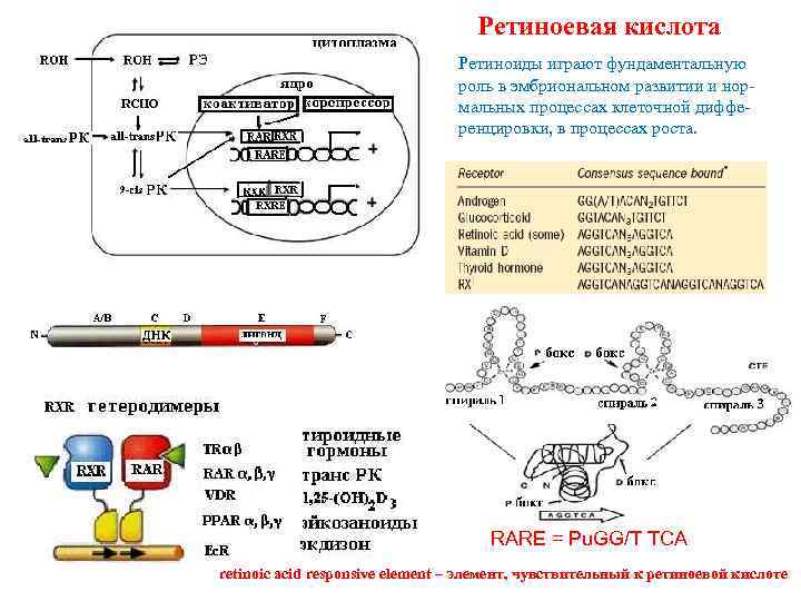 Ретиноевая кислота Ретиноиды играют фундаментальную роль в эмбриональном развитии и нормальных процессах клеточной дифференцировки,