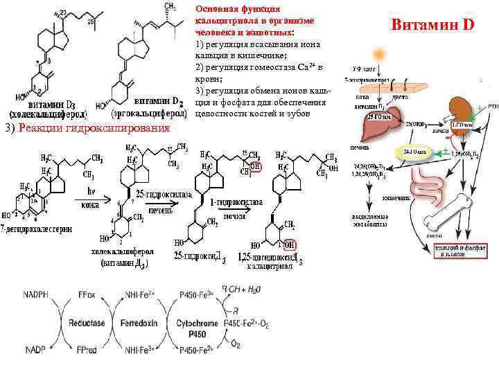 Основная функция кальцитриола в организме человека и животных: 1) регуляция всасывания иона кальция в