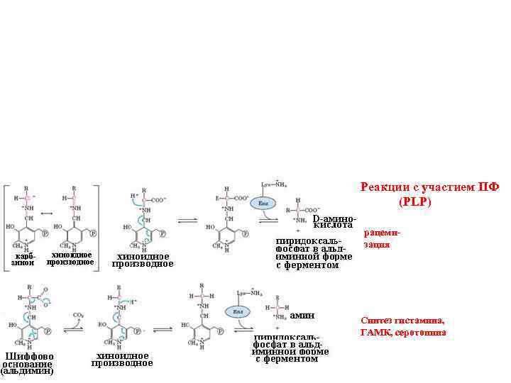 Реакции с участием ПФ (PLP) рацемизация Синтез гистамина, ГАМК, серотонина 