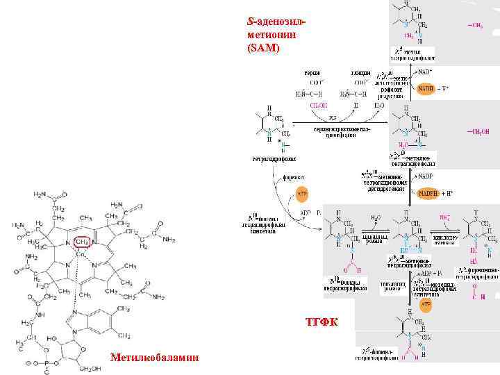 S-аденозилметионин (SAM) ТГФК Метилкобаламин 