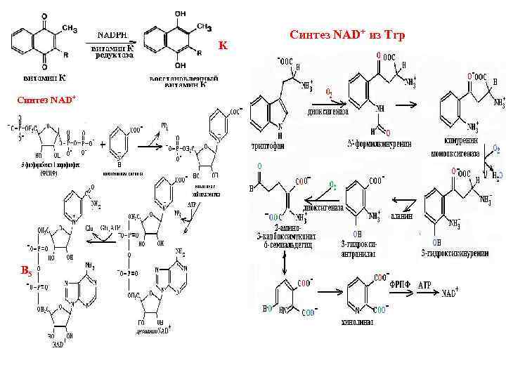 K Синтез NAD+ B 5 Синтез NAD+ из Trp 