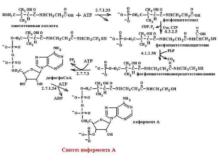 Синтез кофермента А 