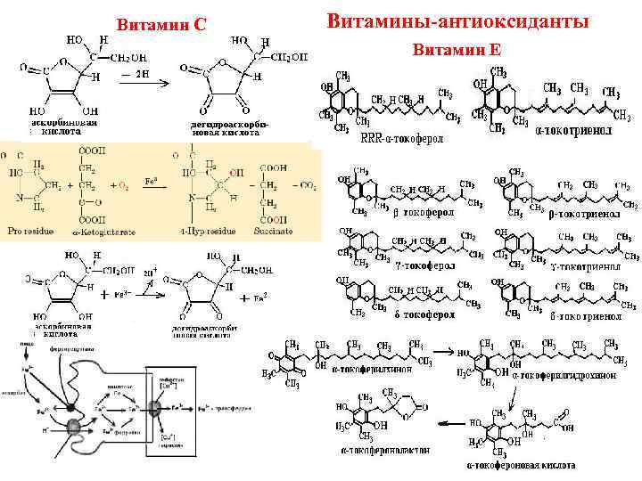 Витамин е схема. Коферментная функция витаминов биохимия. Коферментная форма витамина в1.