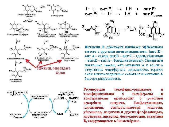 L • + вит Е • + L • → LH + вит Е