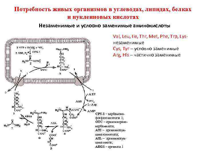 Организма в углеводах белках и. Потребность организма в углеводах. Белки липиды углеводы нуклеиновые кислоты таблица. Белки липиды углеводы нуклеиновые кислоты. Белки липиды углеводы.