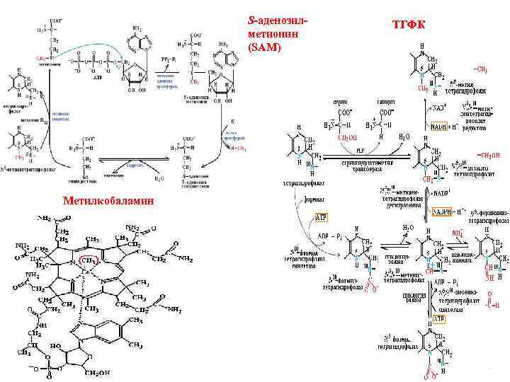 S-аденозилметионин (SAM) Метилкобаламин ТГФК 