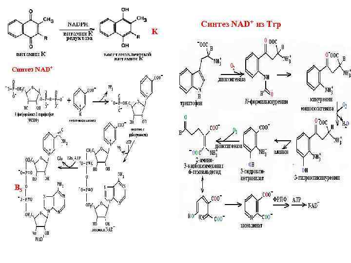 Синтез 5. Синтез nad. Синтез углеводов происходит в. Синтез углеводов формула. Синтез углеводов особенности.