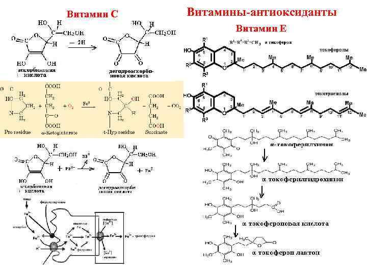 Витамин С Витамины-антиоксиданты Витамин Е 