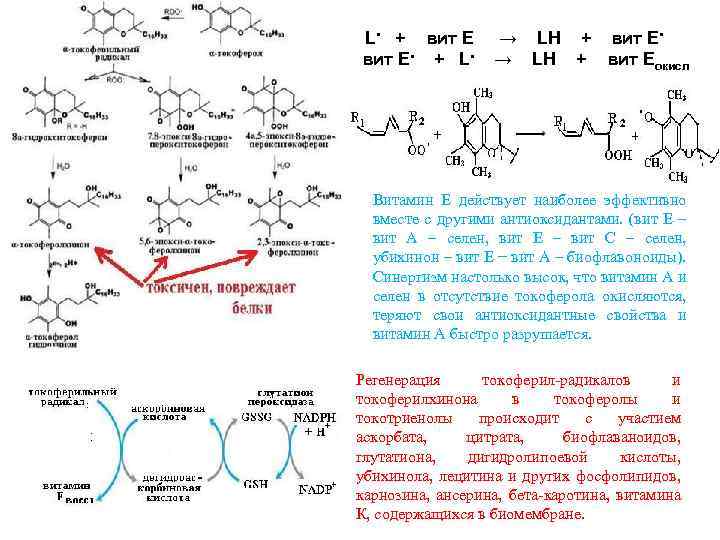 L • + вит Е • + L • → LH + вит Е