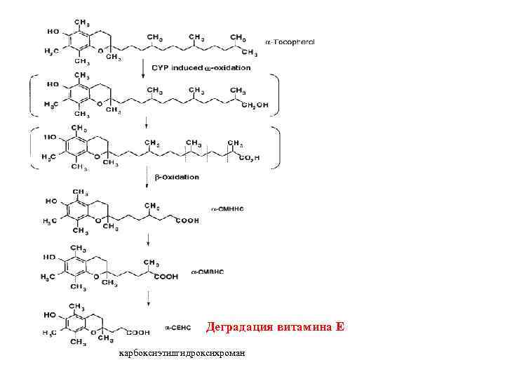 Деградация витамина Е карбоксиэтилгидроксихроман 
