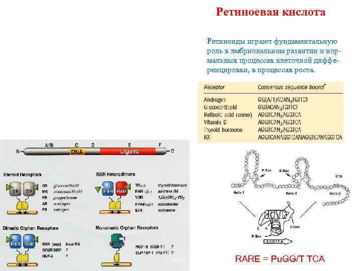 Ретиноевая кислота Ретиноиды играют фундаментальную роль в эмбриональном развитии и нормальных процессах клеточной дифференцировки,