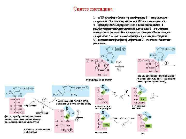 Схема обмена гистидина в разных тканях