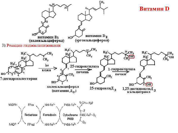 Формы витамина c. Образование активной формы витамина d3. Схема синтеза витамина д3. Синтез витамина d3 биохимия.