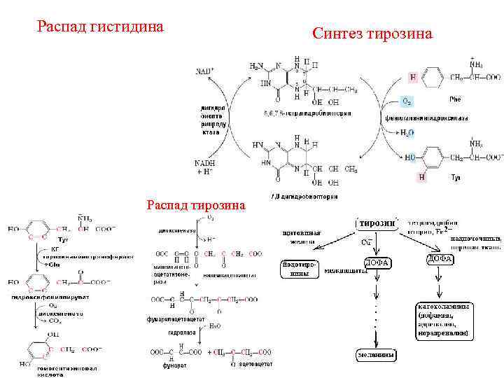Синтез тирозина. Биосинтез гистидина. Гистидин формула биохимия. Реакция биосинтеза гистидина. Биосинтез гистидина схема.