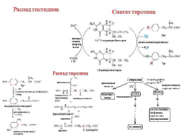 Схема обмена гистидина в разных тканях