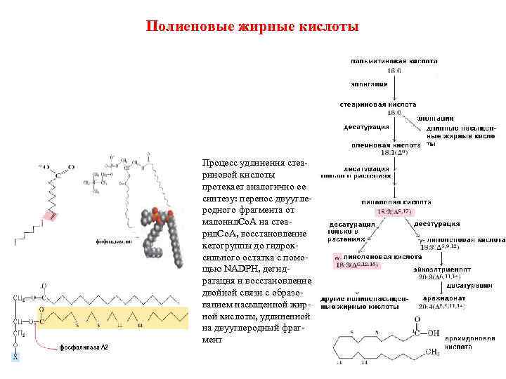 Полиеновые жирные кислоты Процесс удлинения стеариновой кислоты протекает аналогично ее синтезу: перенос двууглеродного фрагмента